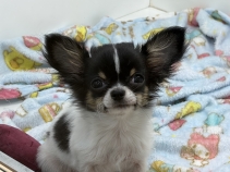 チワワ
