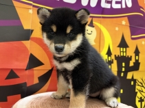 柴犬